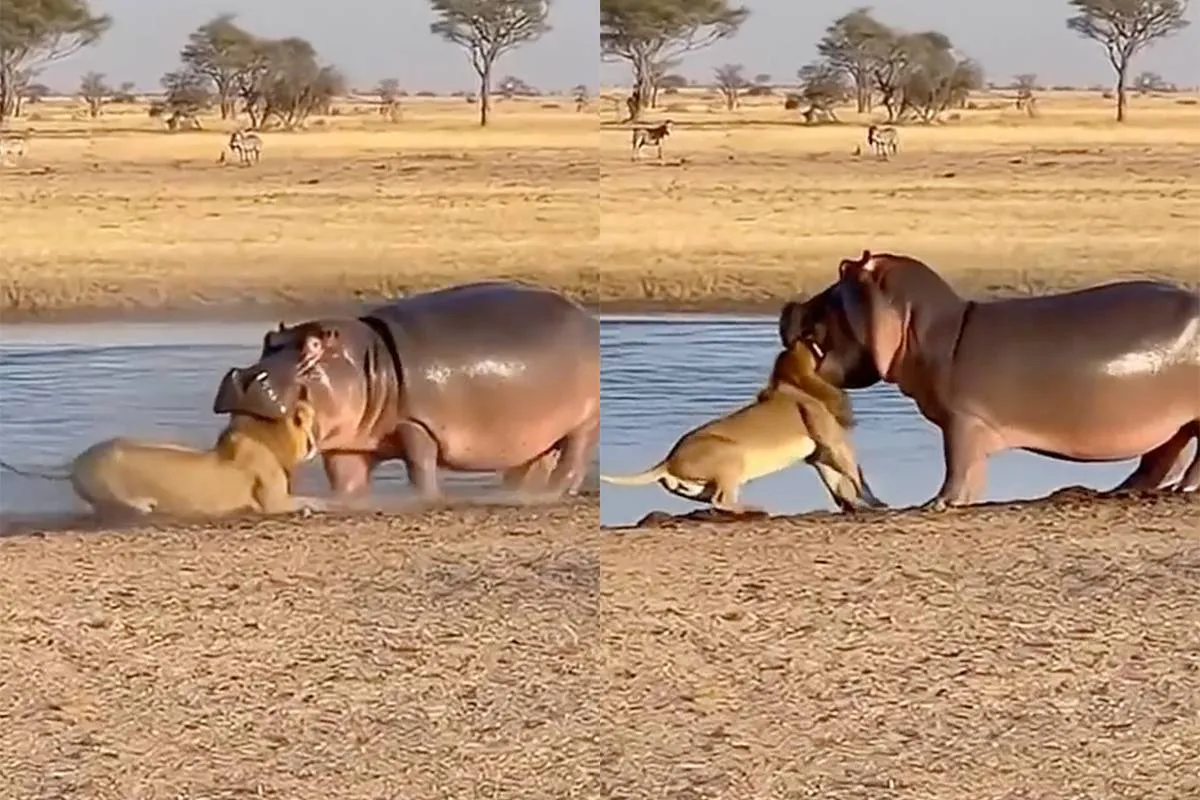 Beelden van een nijlpaard dat een leeuw in zijn kaken heeft, gaan compleet viraal