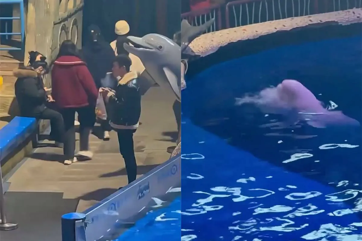 Viraal: ‘Walvis dooft sigaret van bezoeker’ blijkt volledig in scène gezet