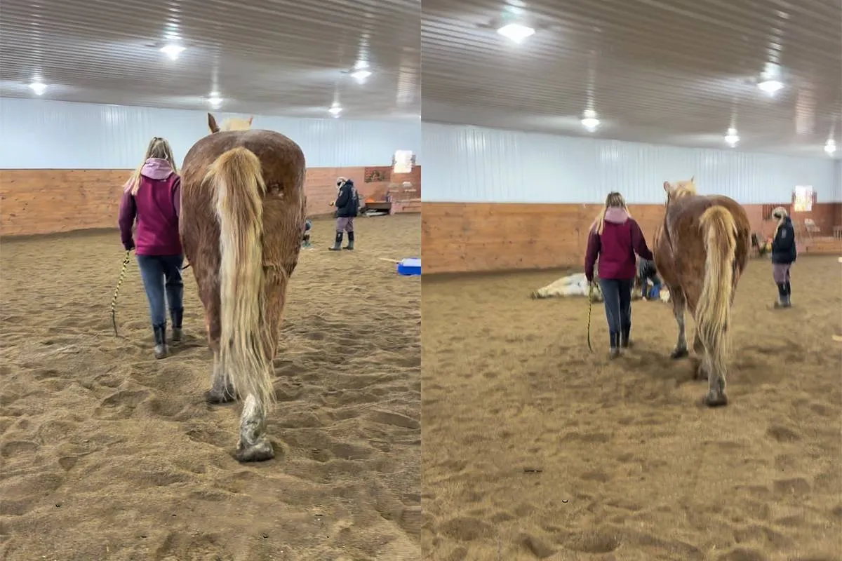 thumb_vk_Paard_mag_rouwen_om_ander_paard