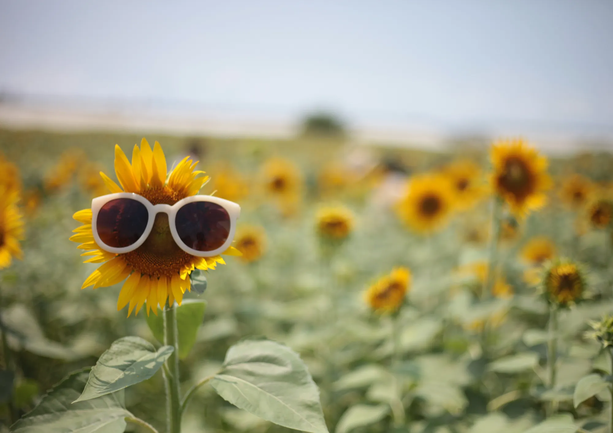 230625 mm zomer kees