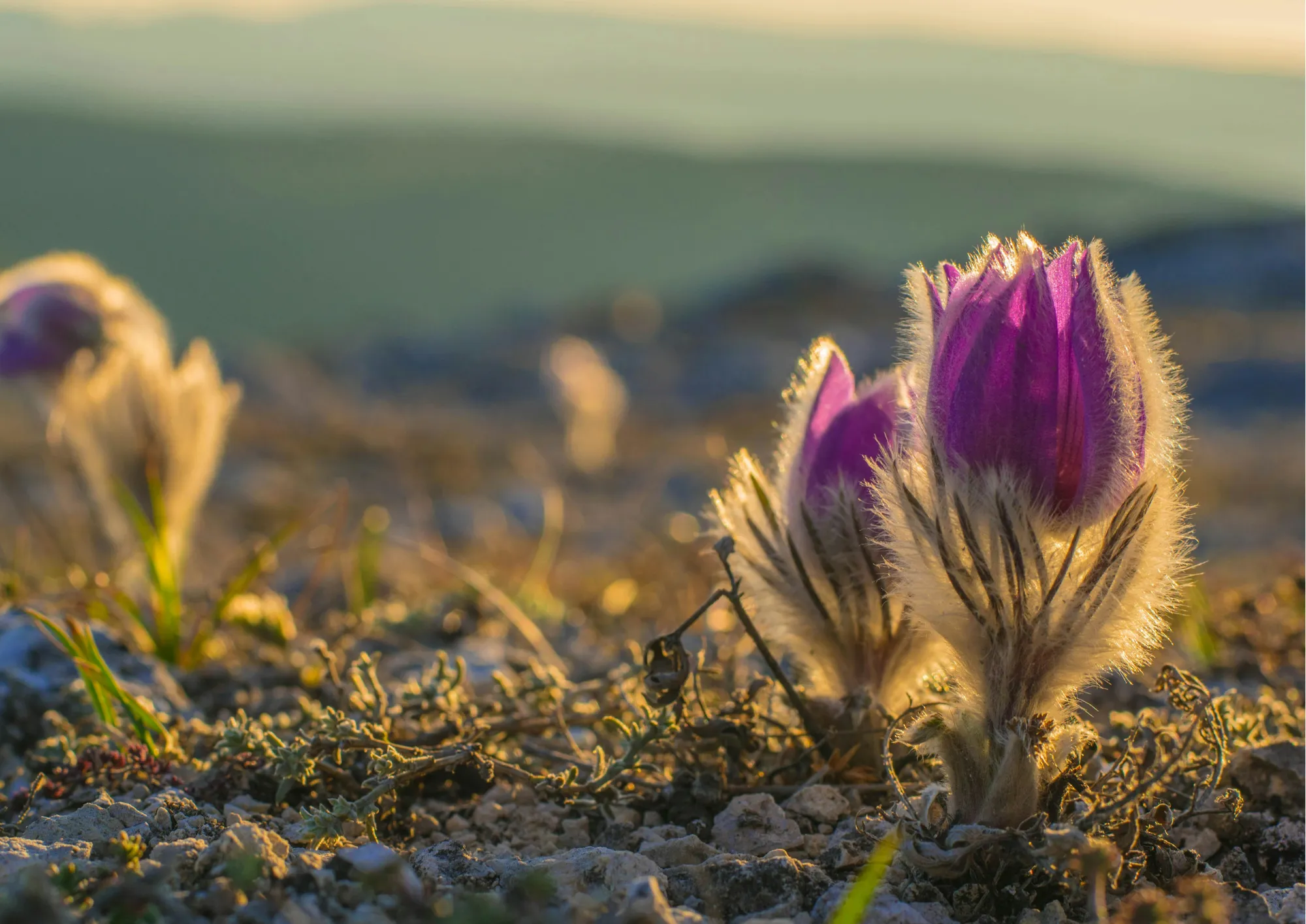 260322 MM LENTE JOOP