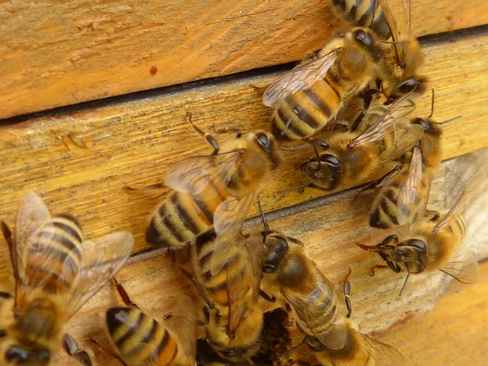 bijen 1