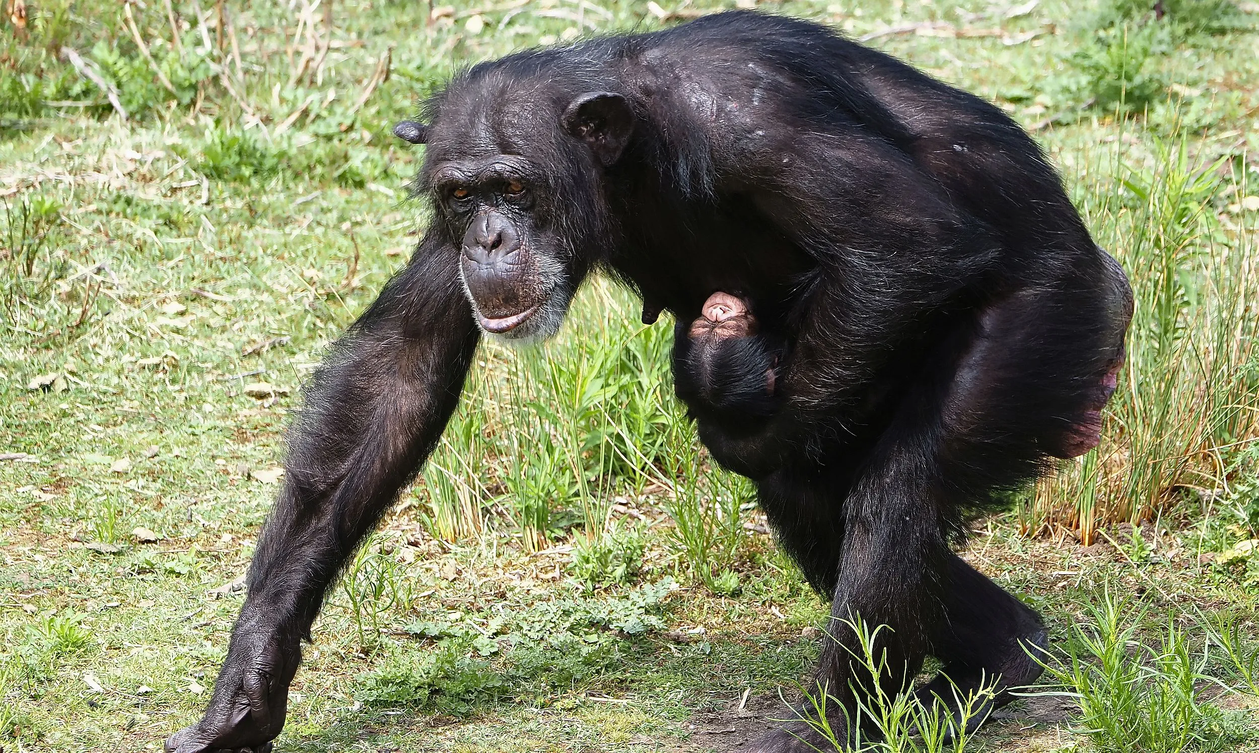 chimpansee geboren beekse bergen 3