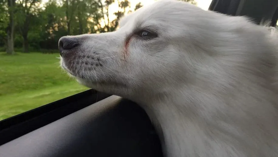 hond