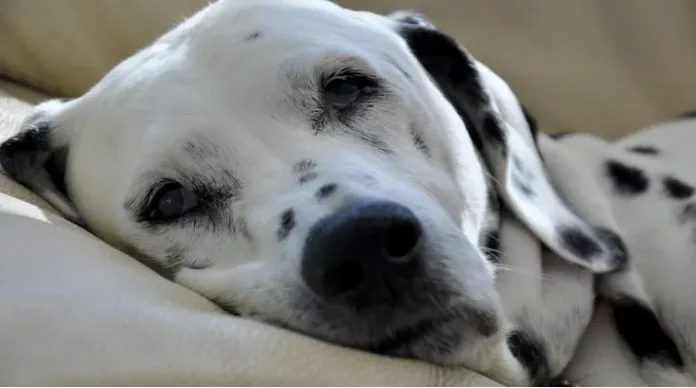 hond