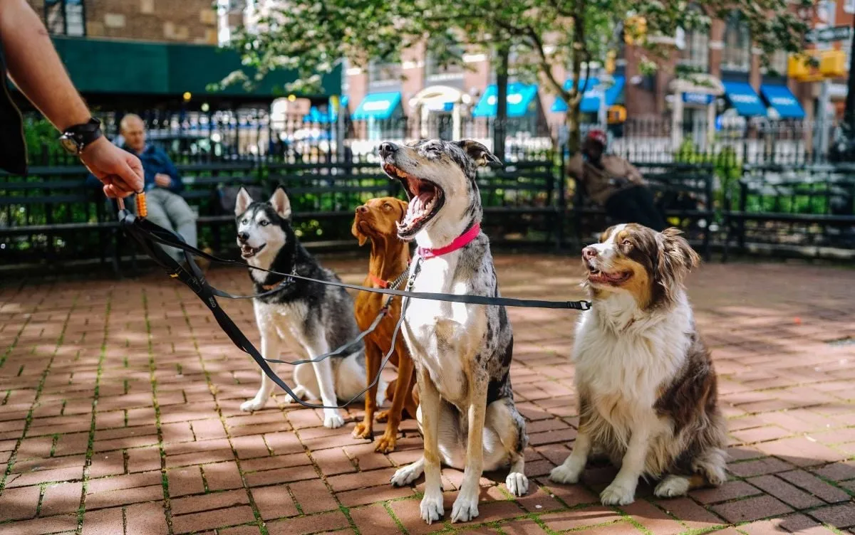 honden