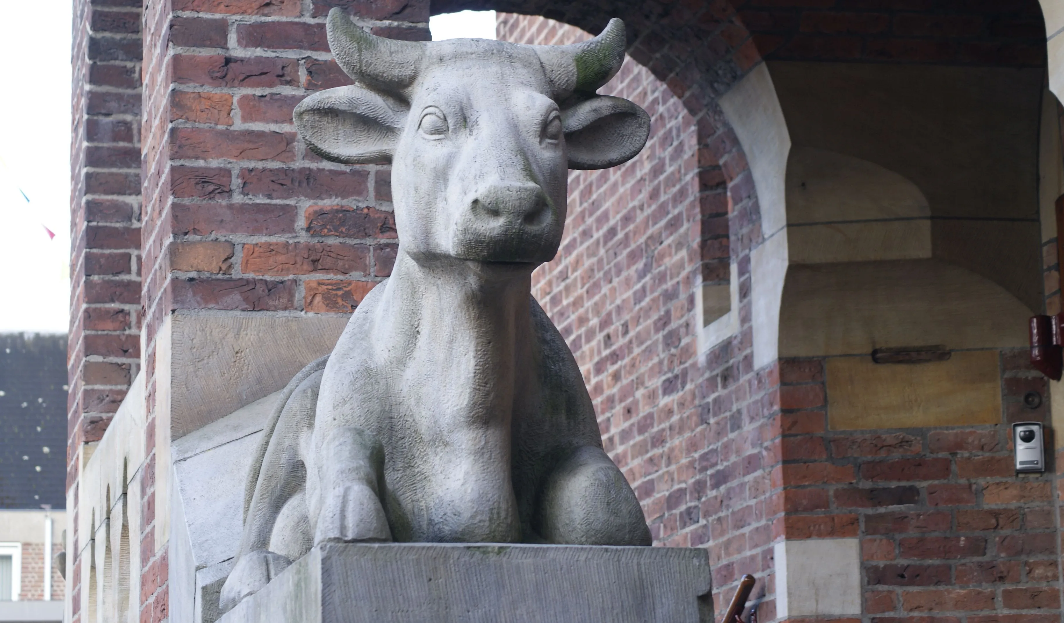 raadhuis koeien