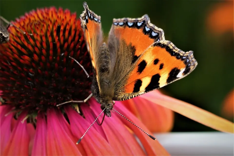 vlinder