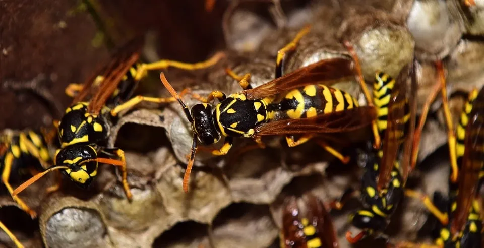 wasps 2702482 960 720