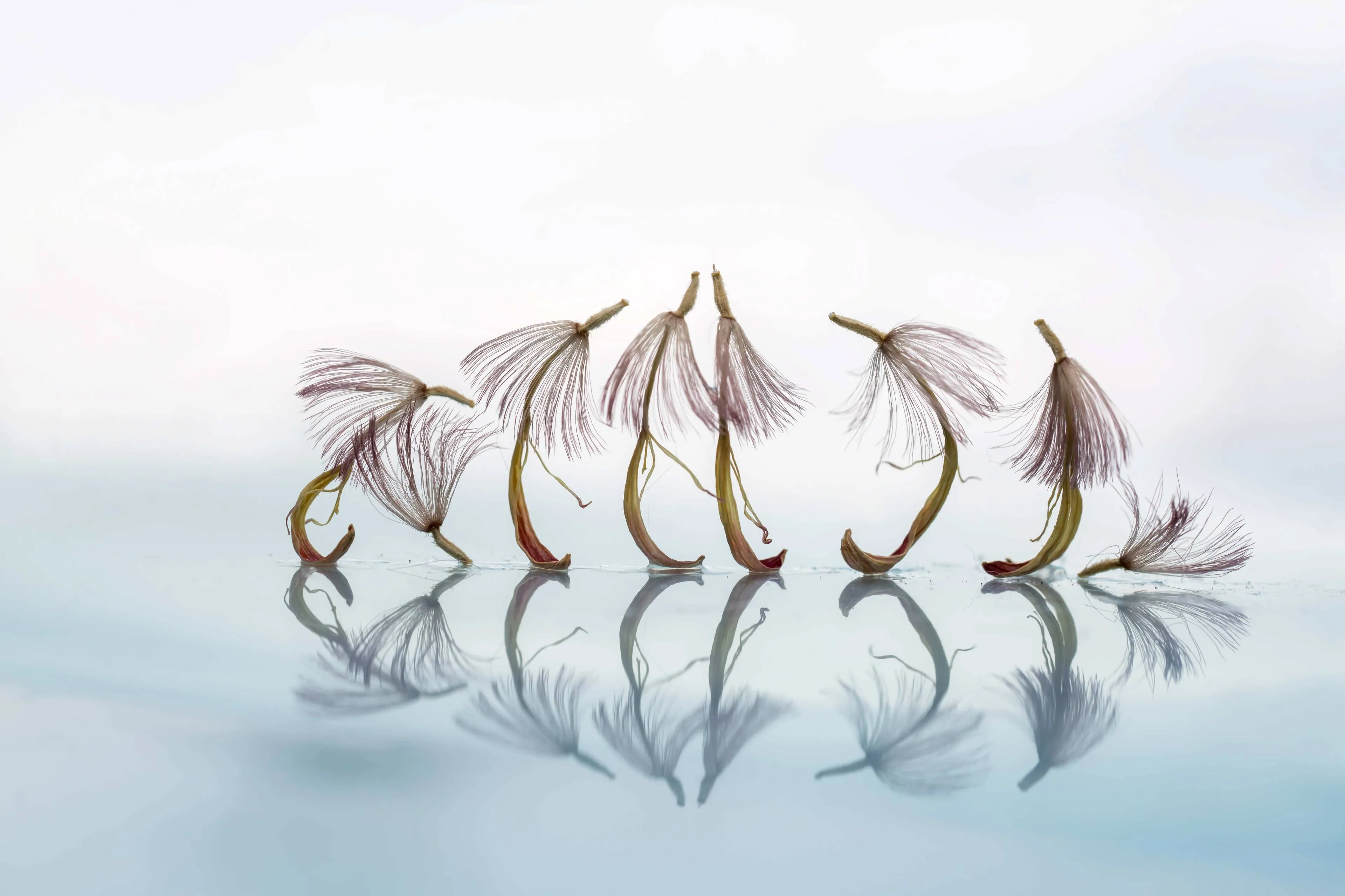 Eenheid (zaadpluis van een gerbera) Verkleind