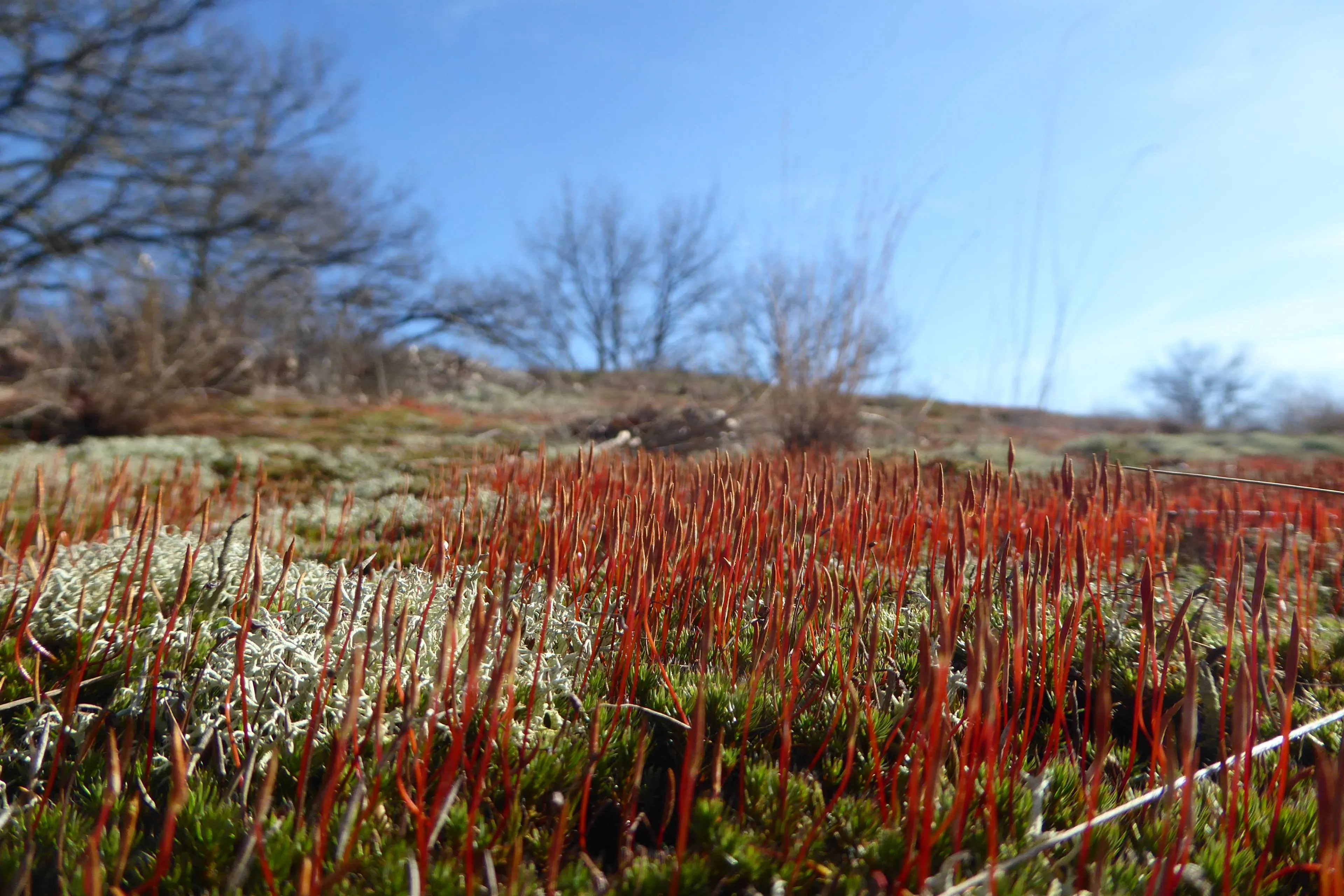 Rendiermos en ruig haarmos met kapselstelen januari 2026