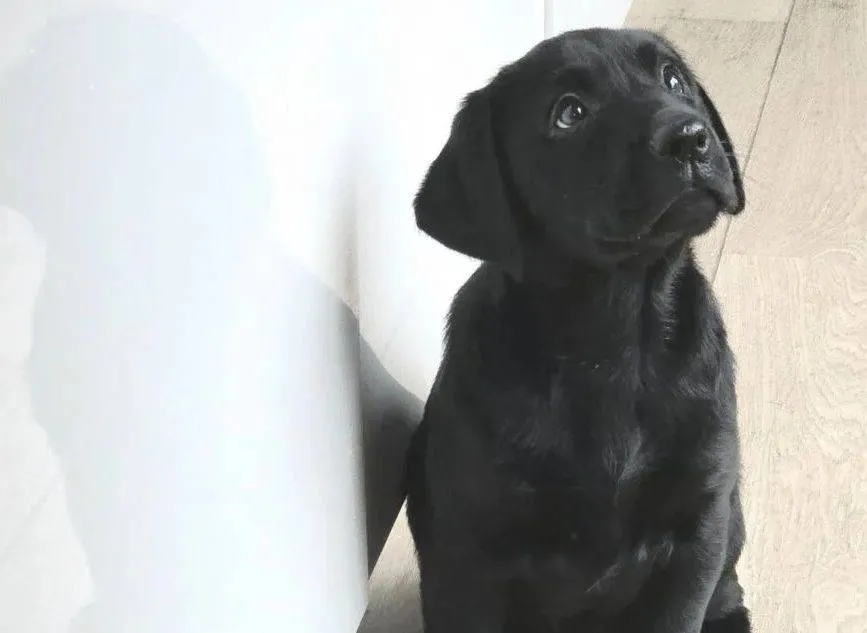 BLOG | Helpende hondjes; Een gastgezin voor hulphond-pup Soli