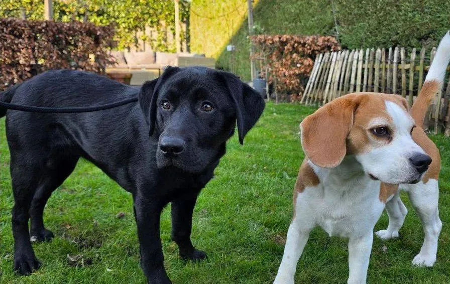 BLOG | Helpende hondjes; Vierwekelijks overzicht hulphond-pup Soli