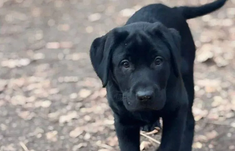 BLOG | Helpende hondjes; Kerst voor hulphond-pup Soli en haar gastgezin