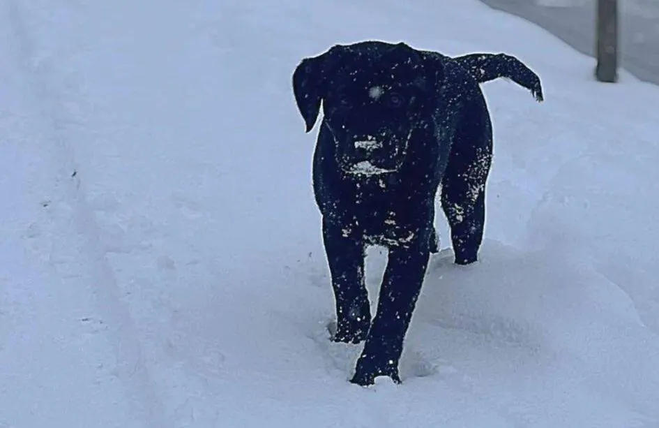 BLOG | Helpende hondjes; Maand 4 met hulphond-pup Soli