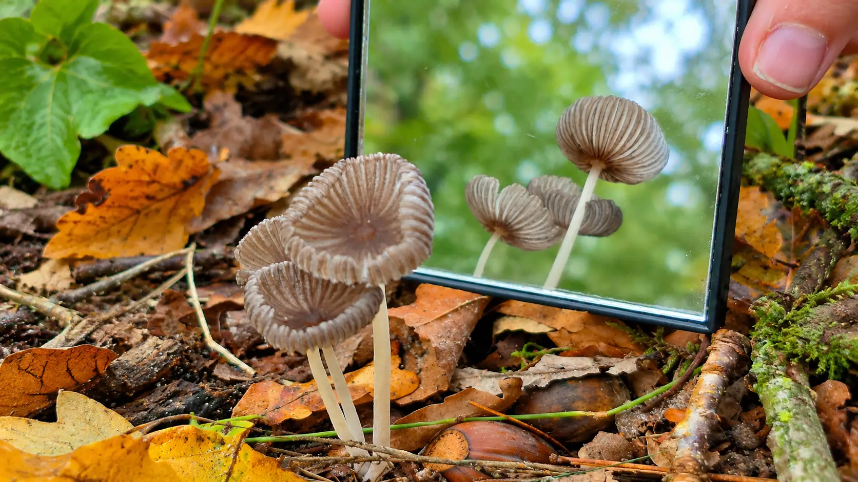 Paddenstoelen in de herfstspiegel