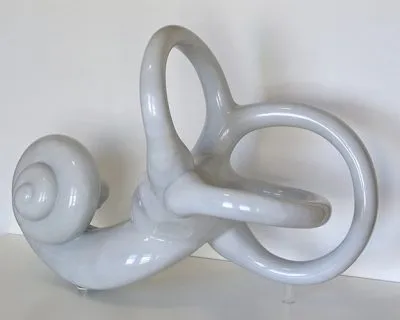 18 inner ear