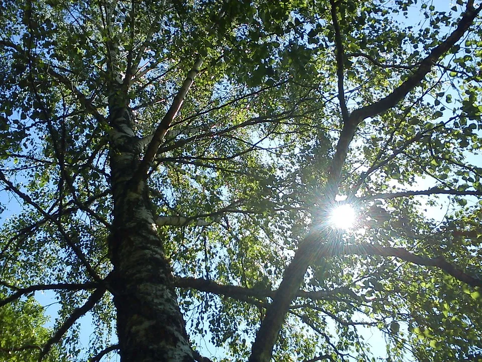 berkenbomen monicaarnklint0 pixabay