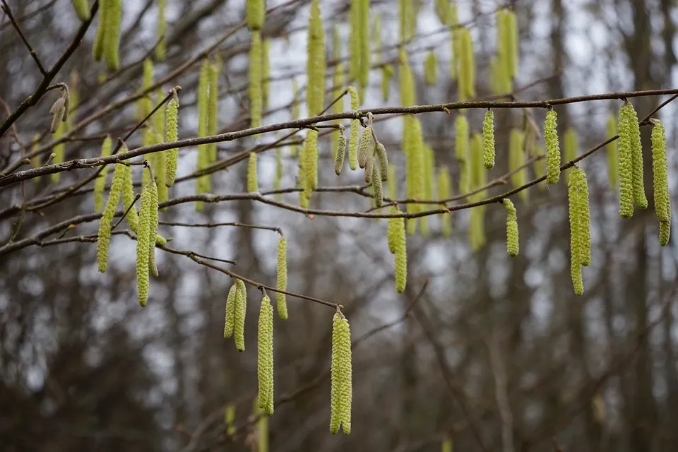 common hazel hans pixabay