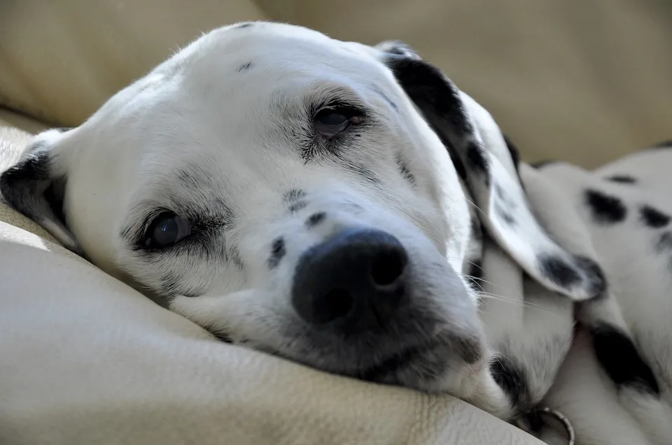dalmatir pixabay