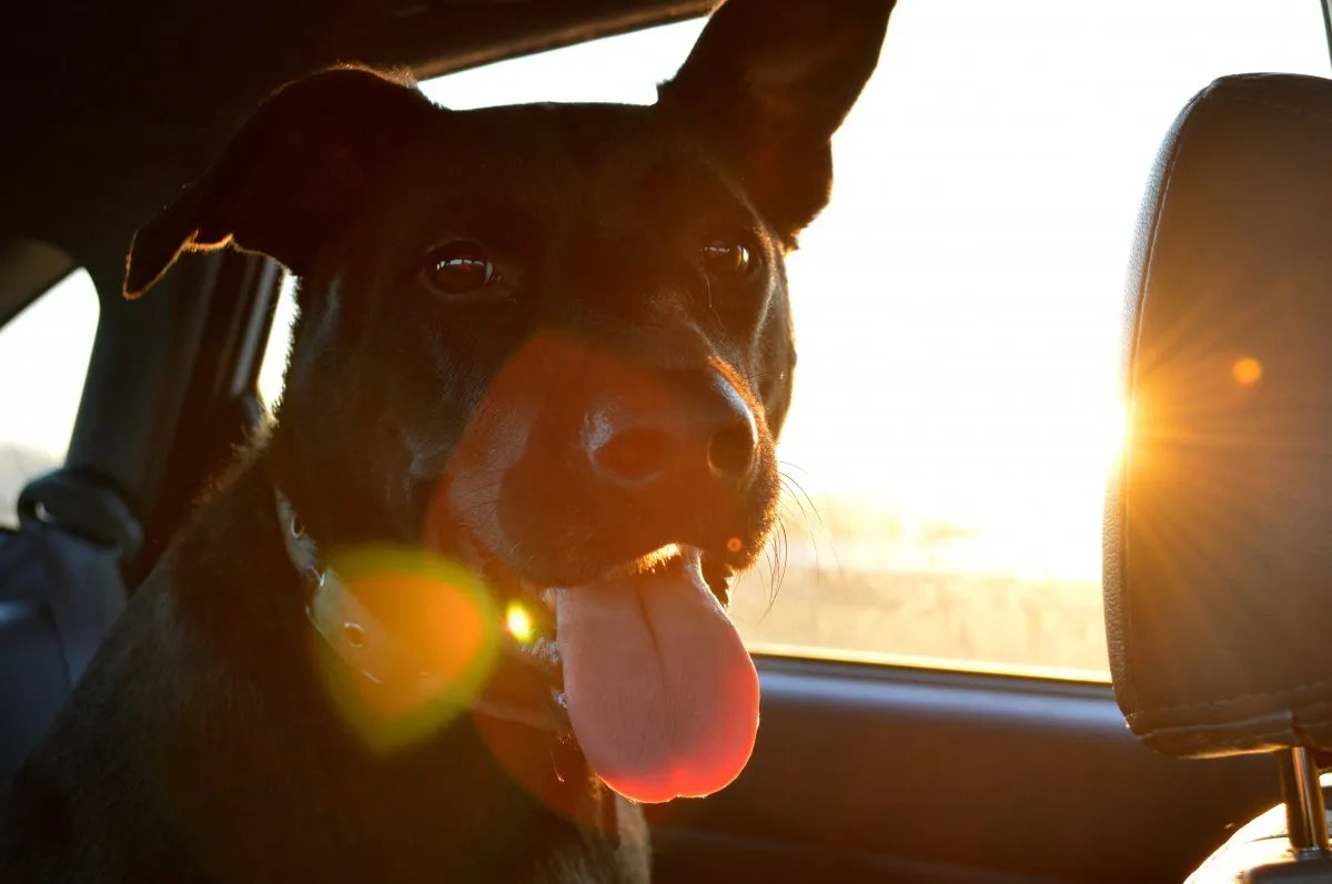 dog in car cc0 pxhere