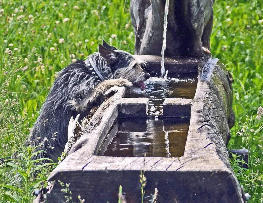 hond water pixnio