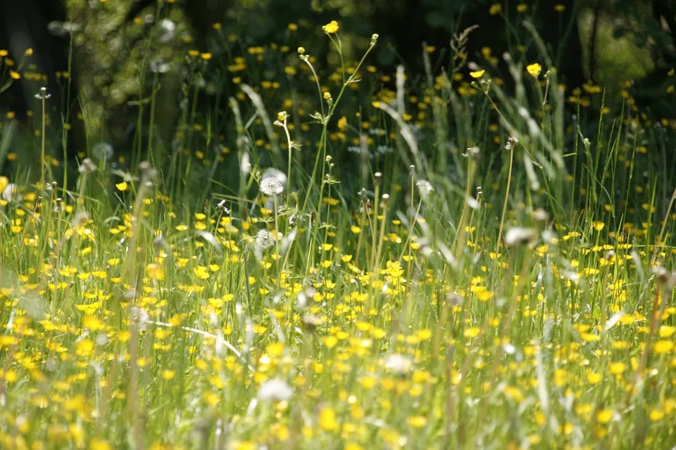 hooikoort pollen meineresterampe pixabay