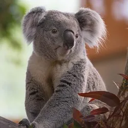 koalars vanaf nu te bewonderen 1