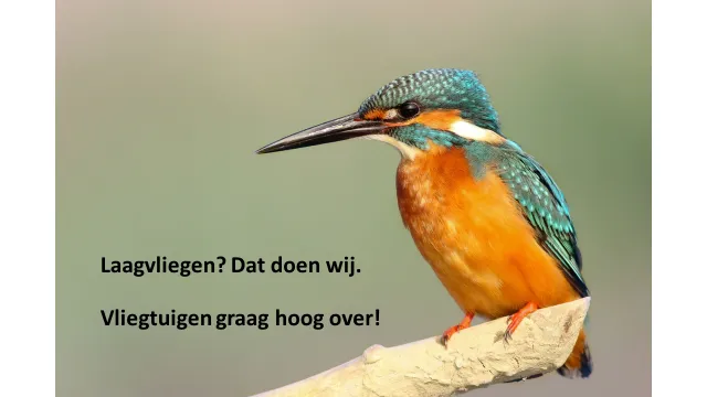 laagvliegen