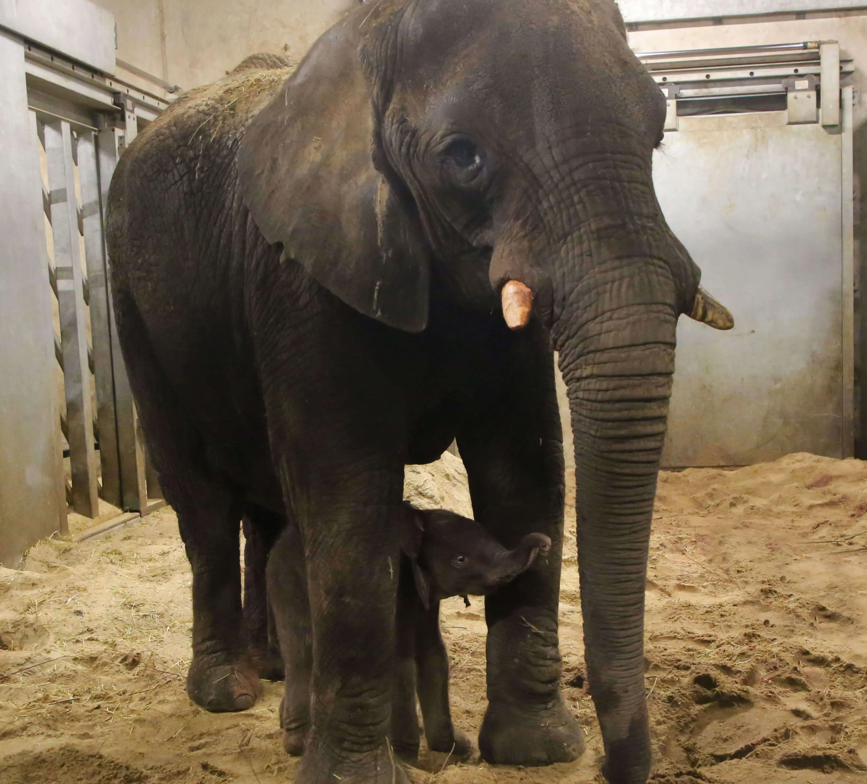 ouwehands dierenpark olifant jong