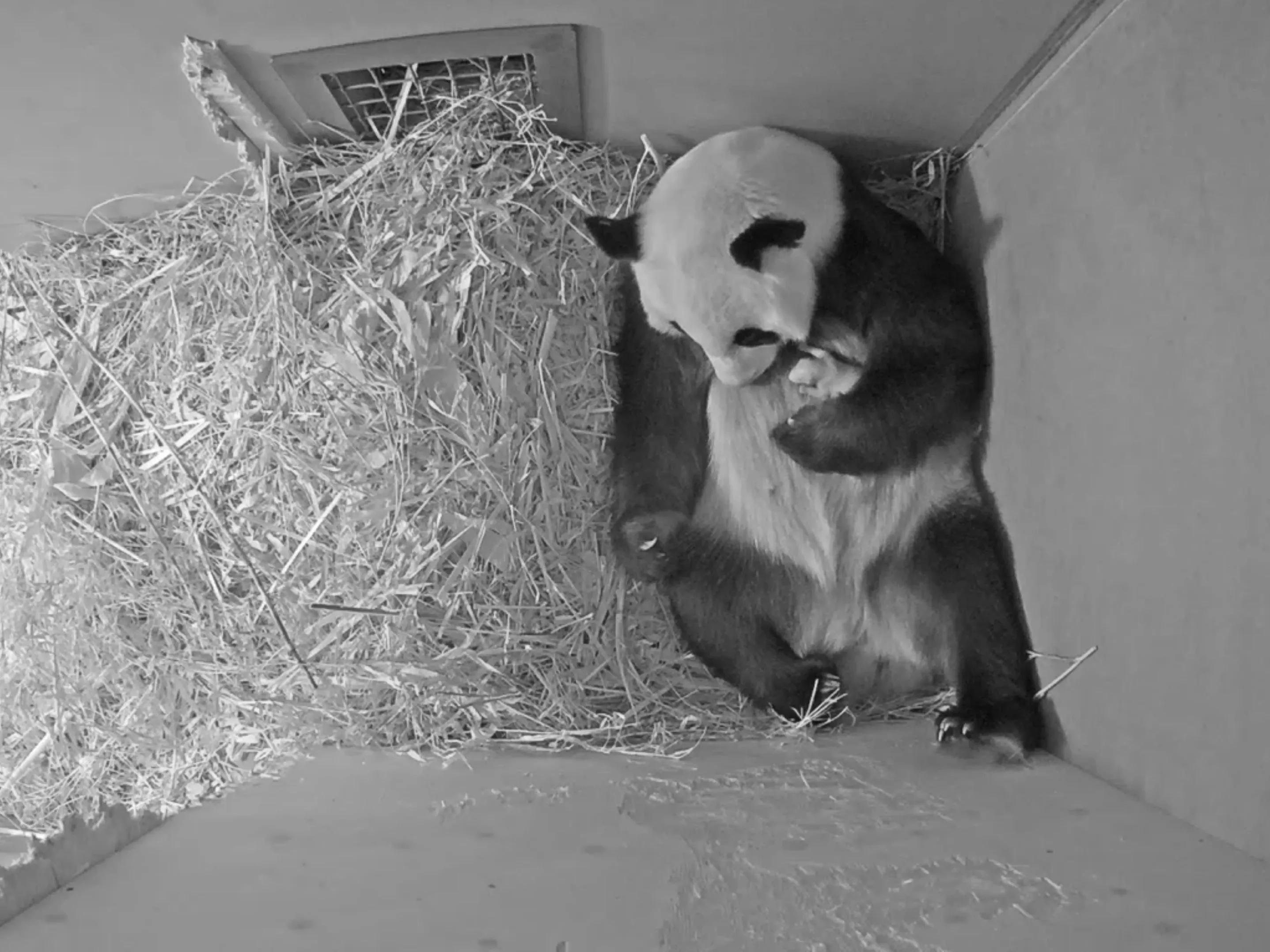 pandajong ouwehands dierenpark9