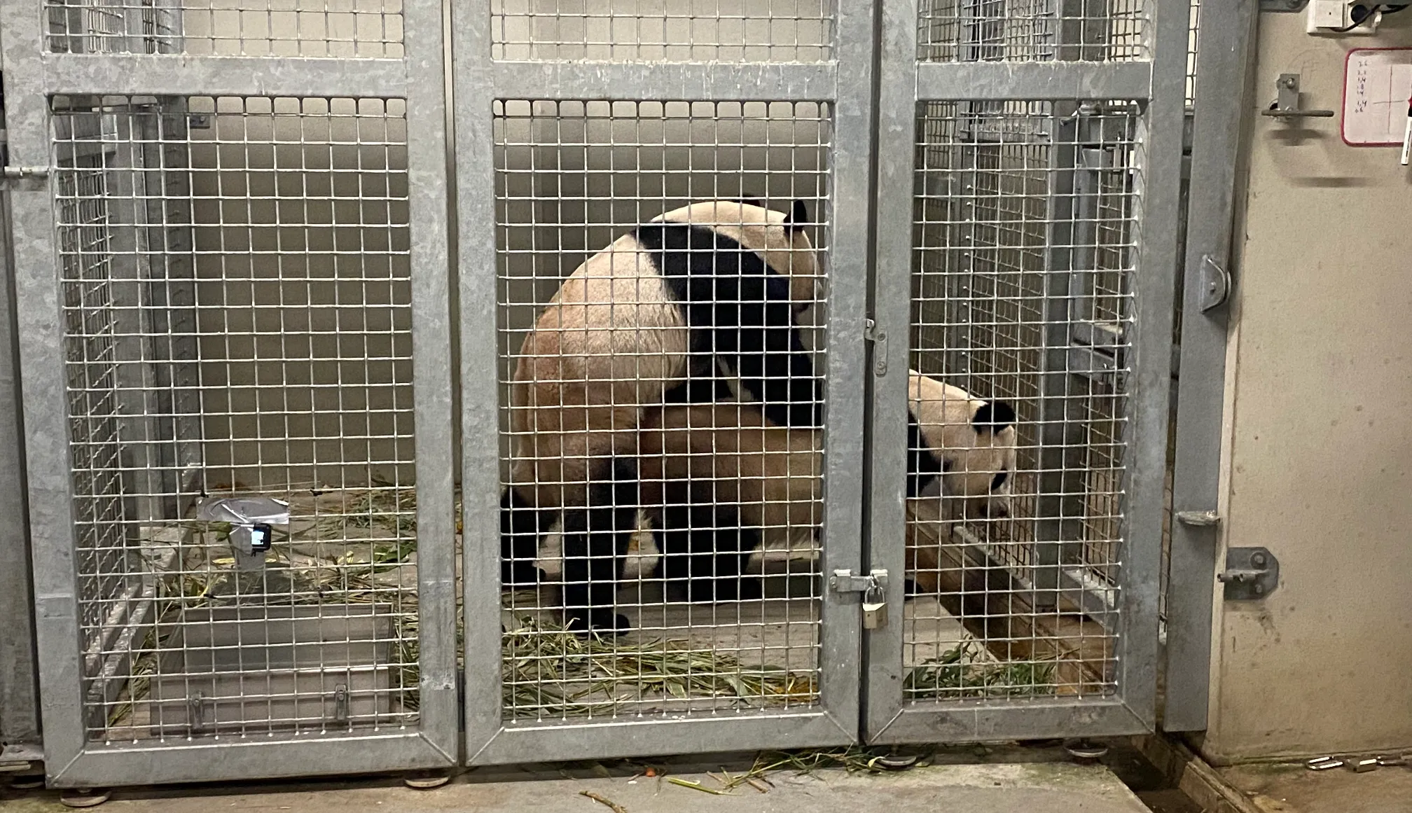 paring reuzenpandasklein 2024 pb