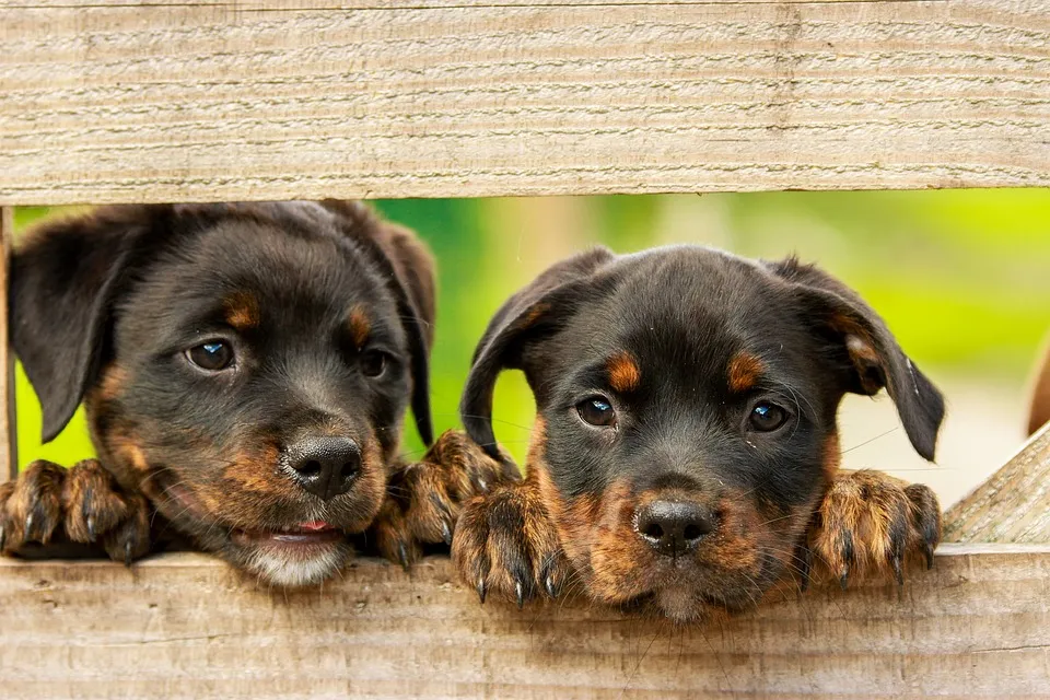 puppies kim hester pixabay