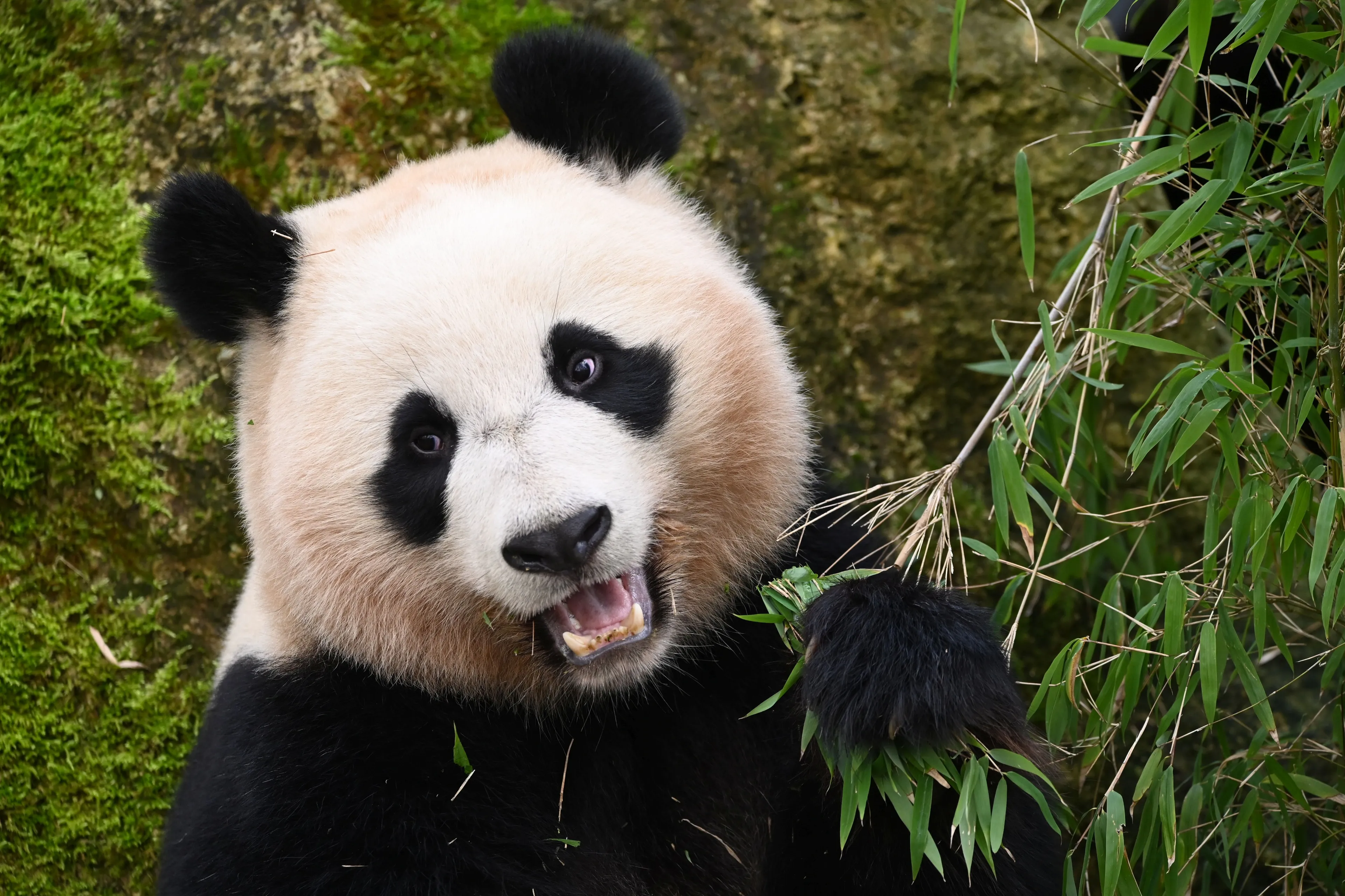 reuzenpanda fx ouwehands dierenpark 101