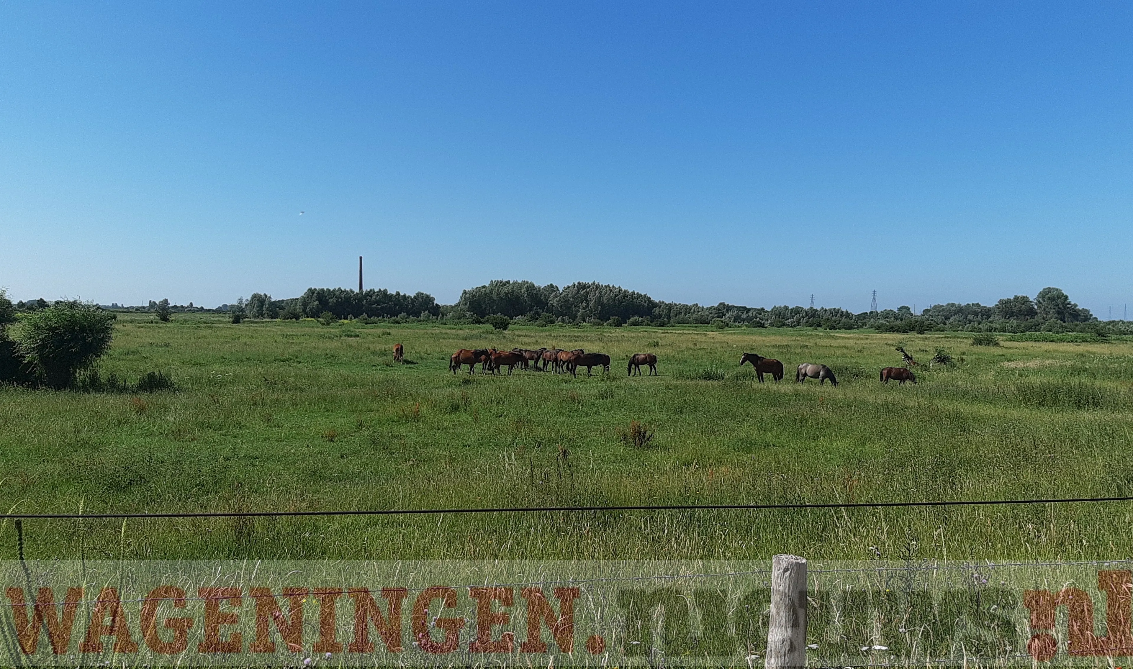 uiterwaarden 27 06 2019 1