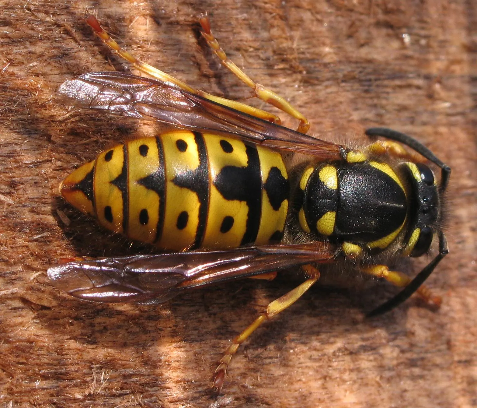 wesp soebe wikimedia