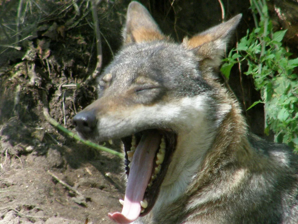 wolf volkerg wikimedia