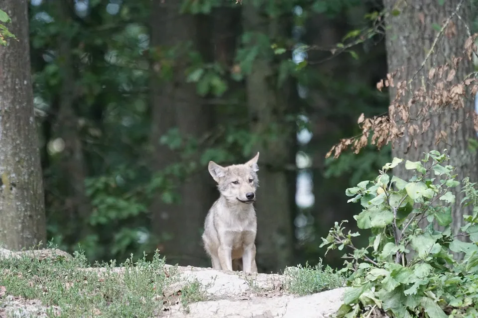 wolfje pixel mixer pixabay