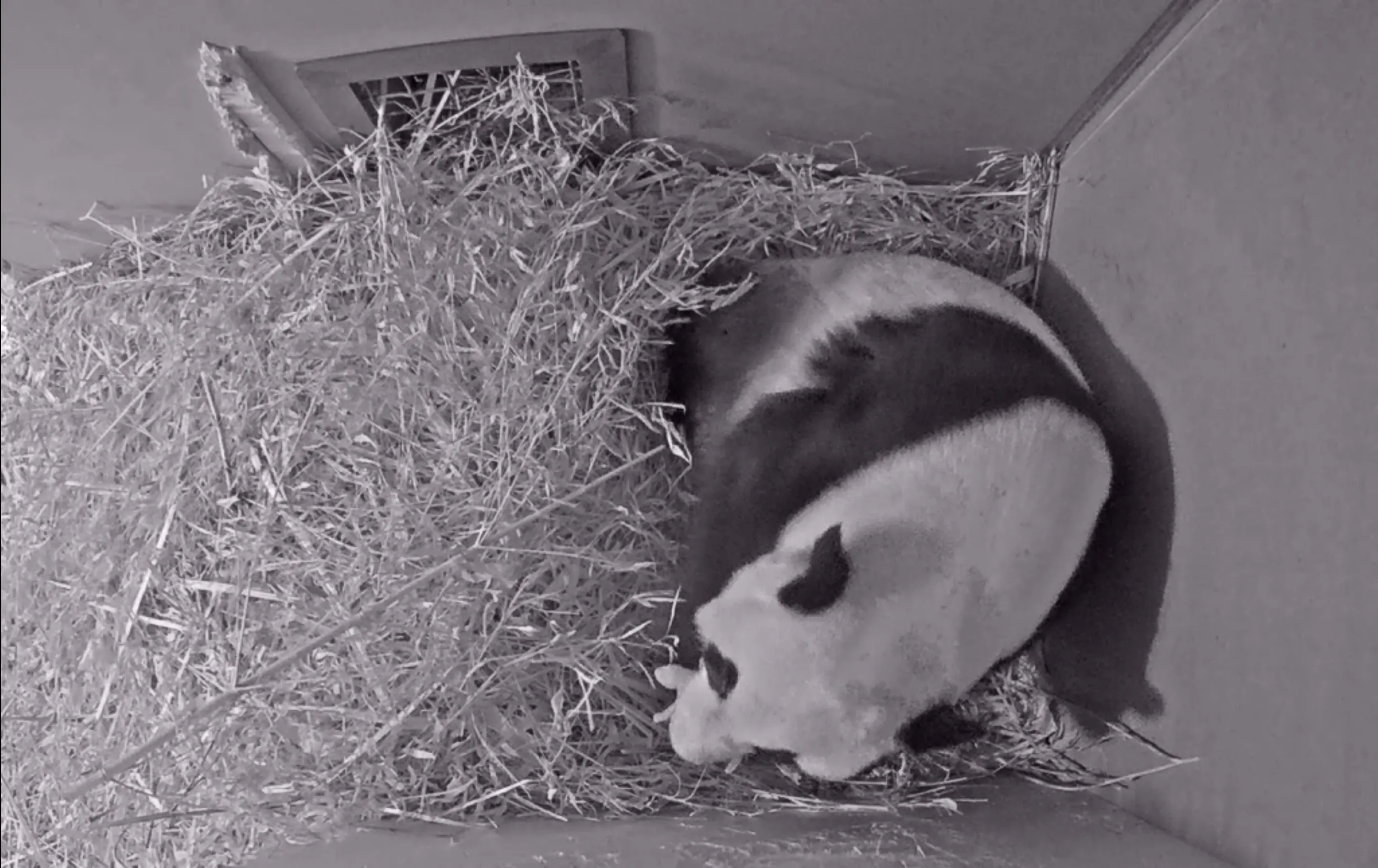 wu wen met pandajong ouwehands dierenpark