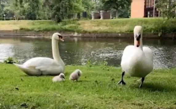 zwaantjes