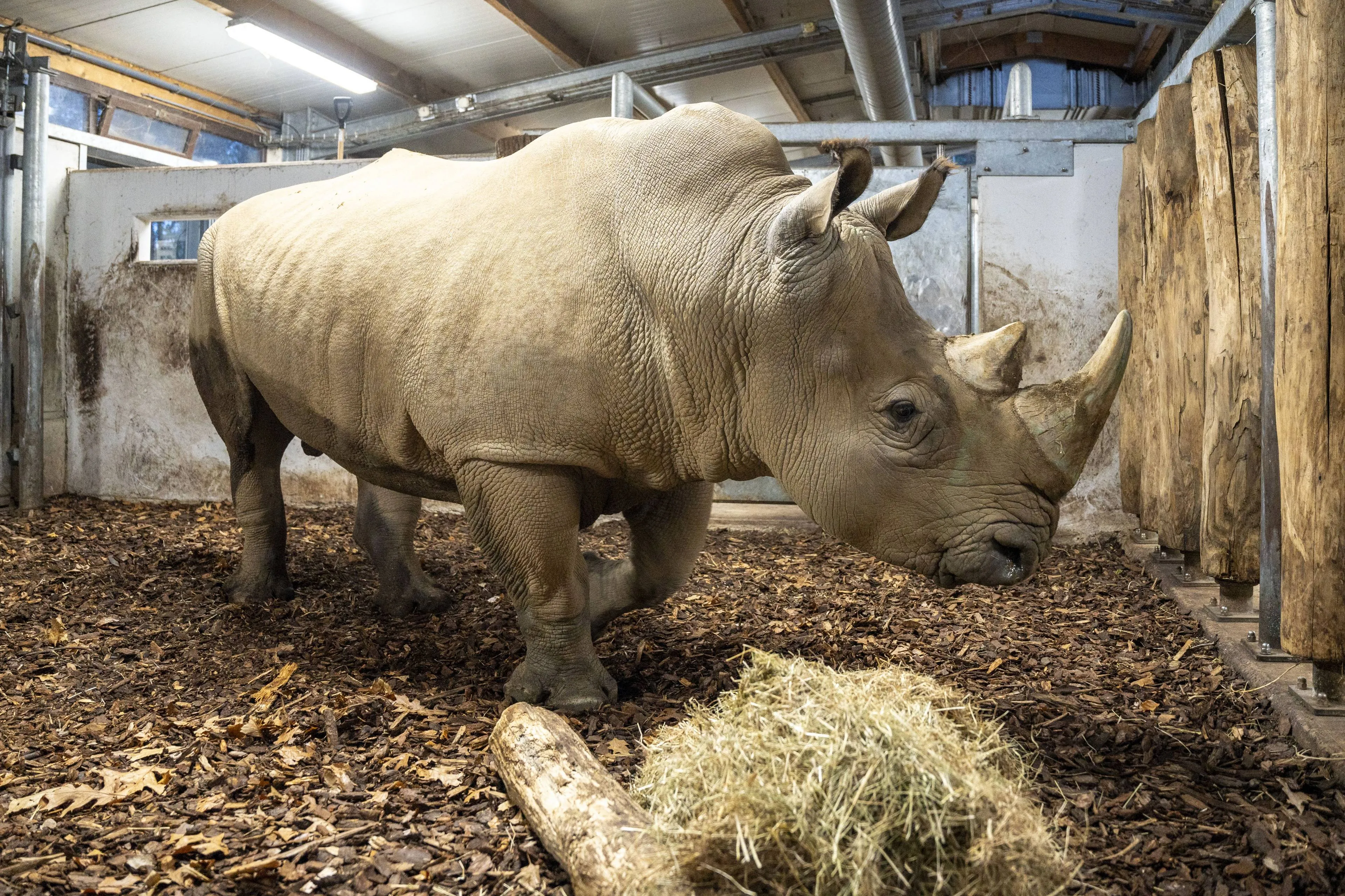 aankomst nieuwe neushoorn 3 foto mira meijer