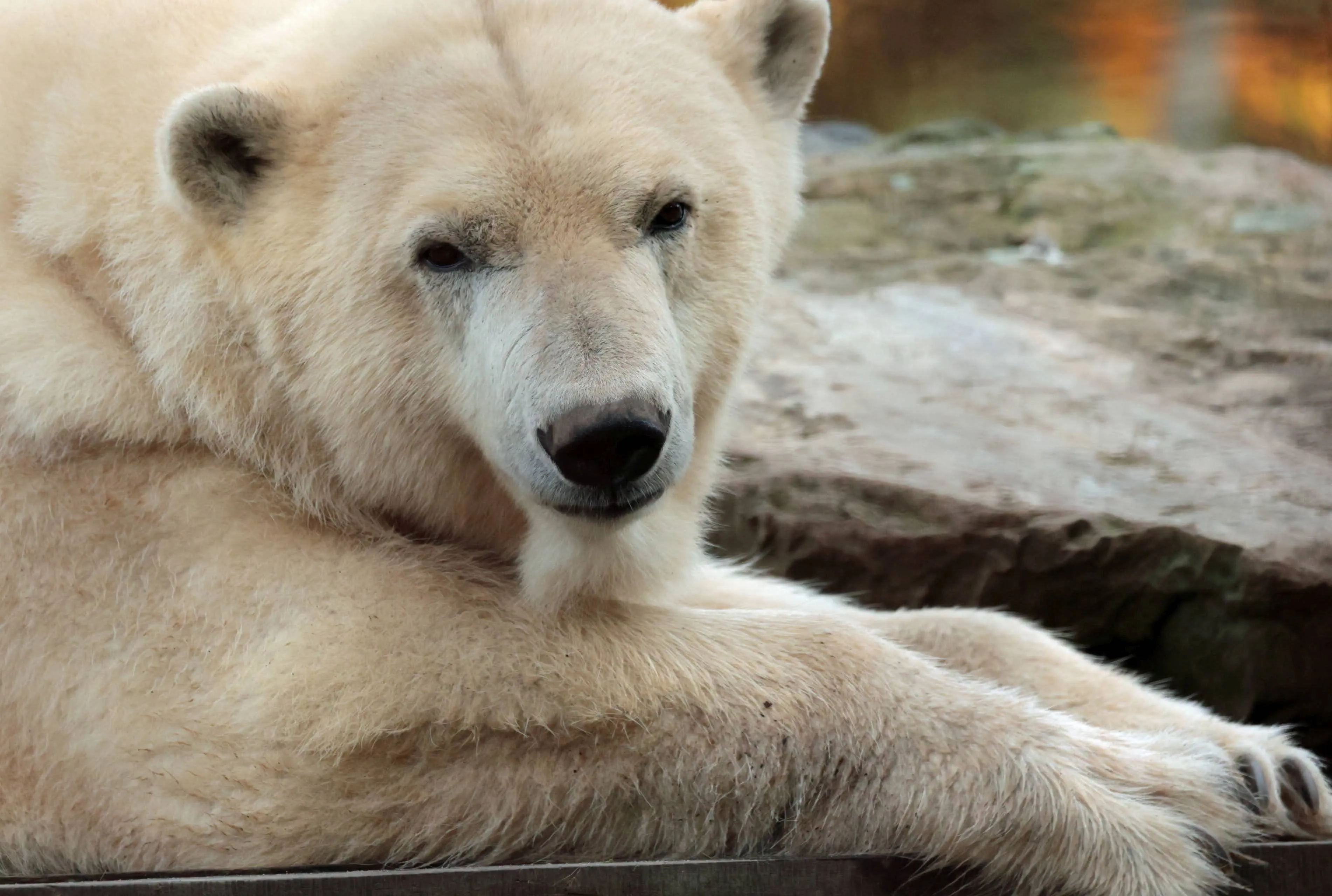 ijsbeer ouwehands dierenpark 1