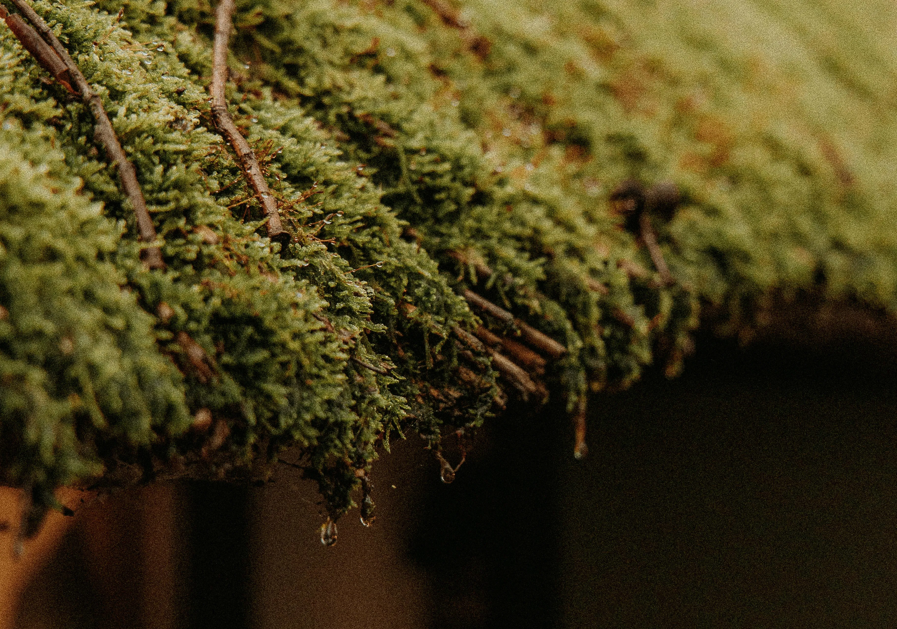 pexels witheline 30506014