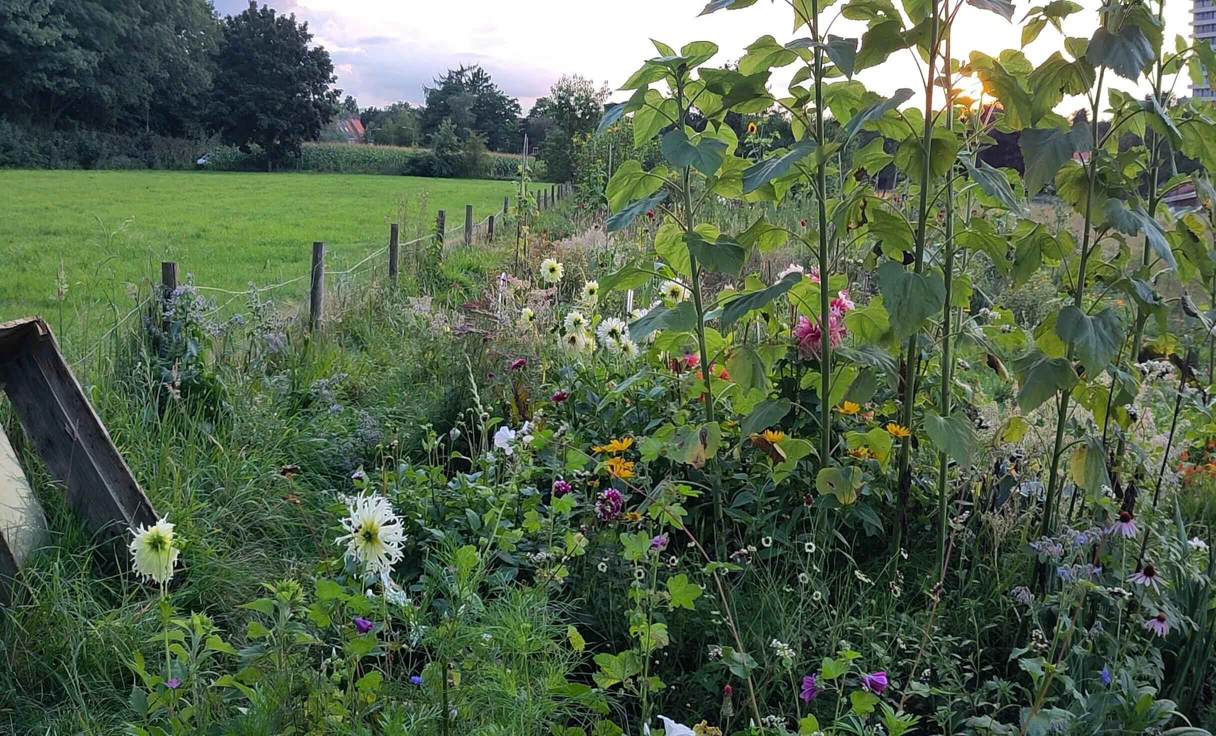 COMMONS-IN-WAGENINGEN-01-rotated