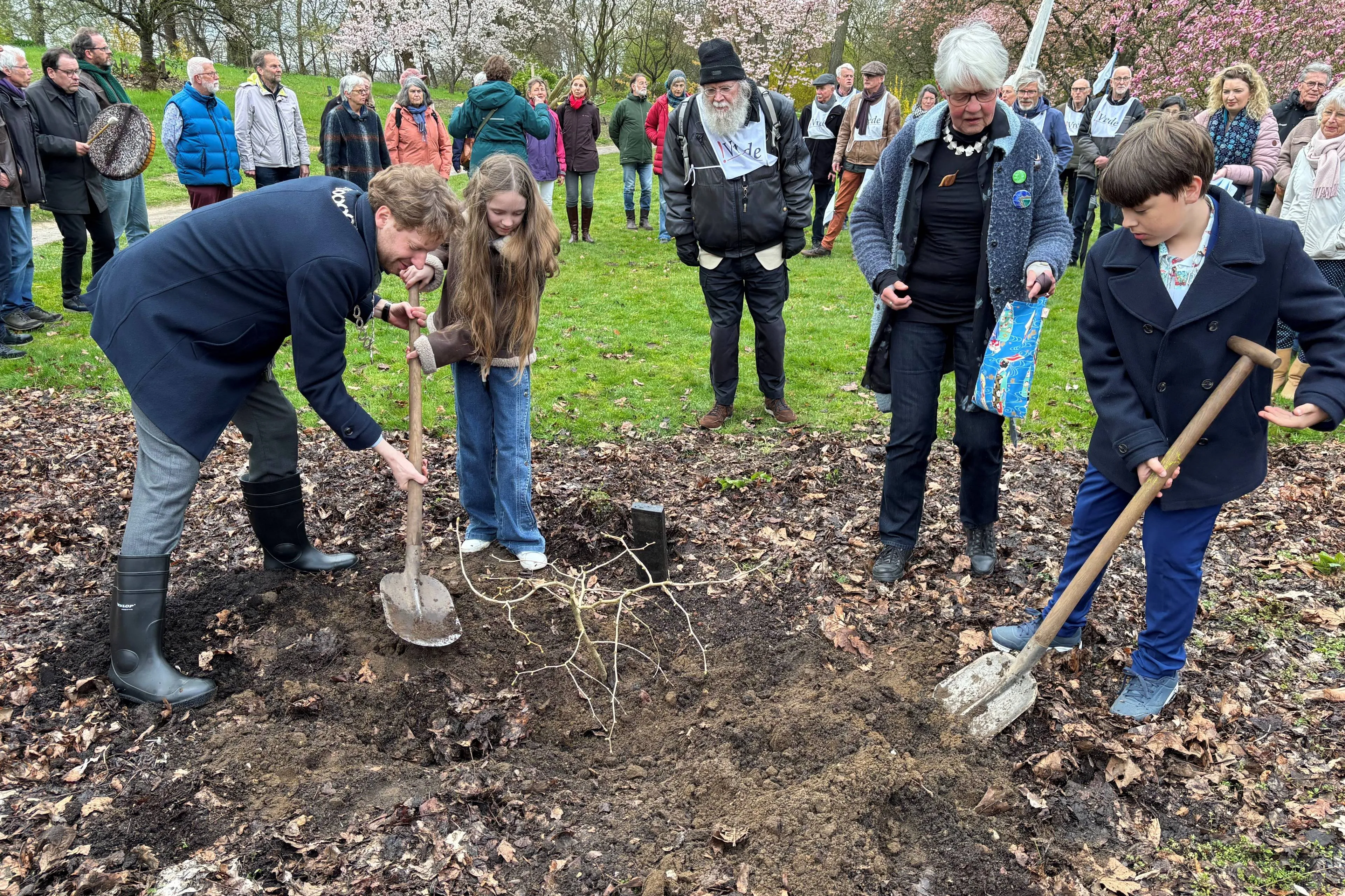 Planten vredesboom Arboretum gem. wageningen