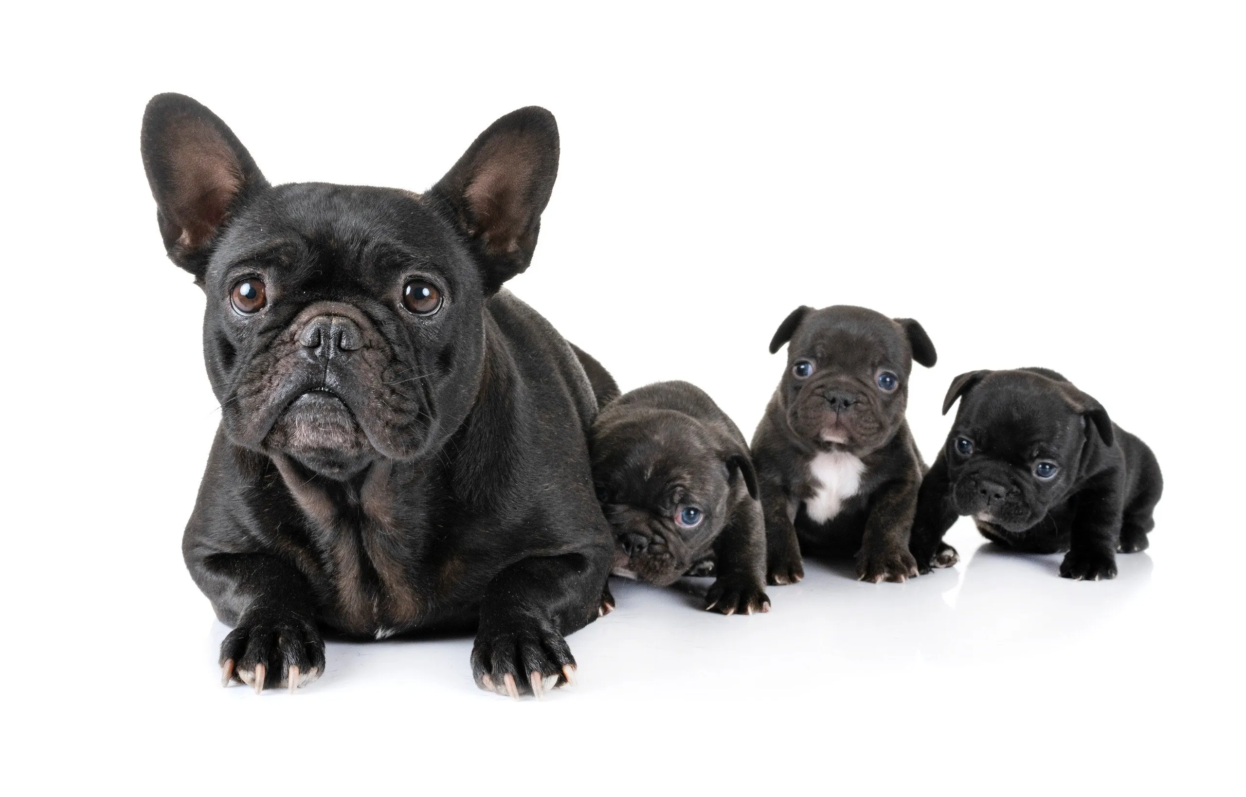 Dierenmishandeling: Voor het eerst een boete voor fokker Franse bulldogs