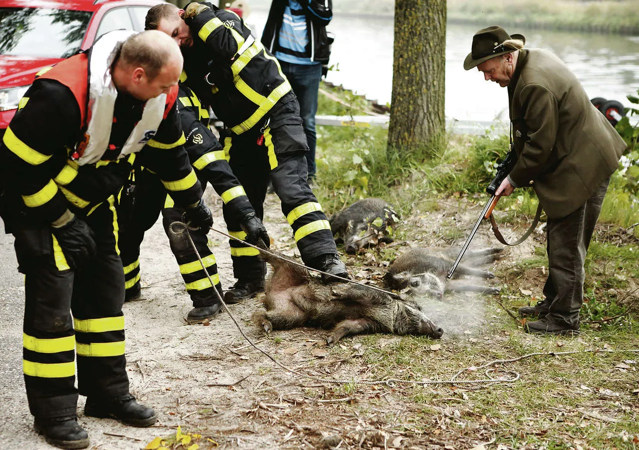 Oproer rond de geredde en daarna afgeschoten wilde zwijnen