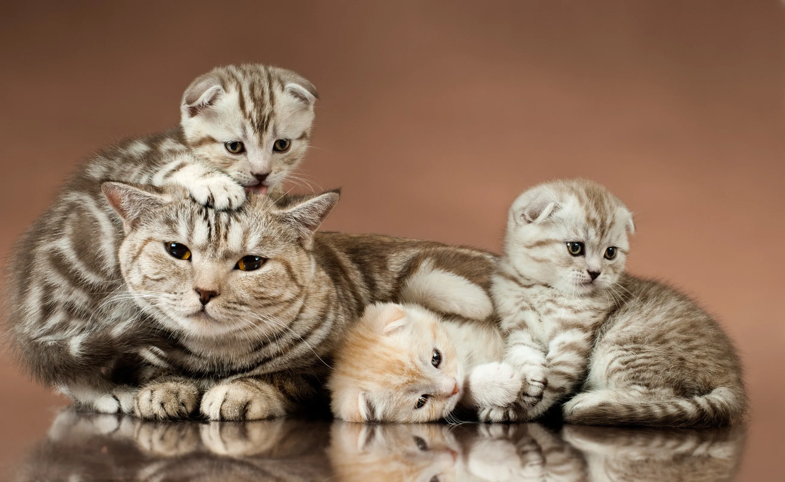Kittens deze zomer extreem vaak gedumpt