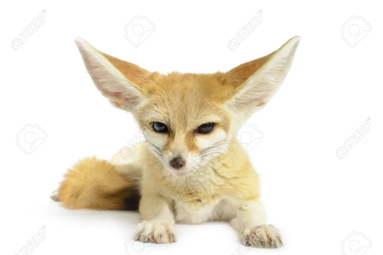 15984307 fennec fox vulpes zerda isolated on white background stock photo 1