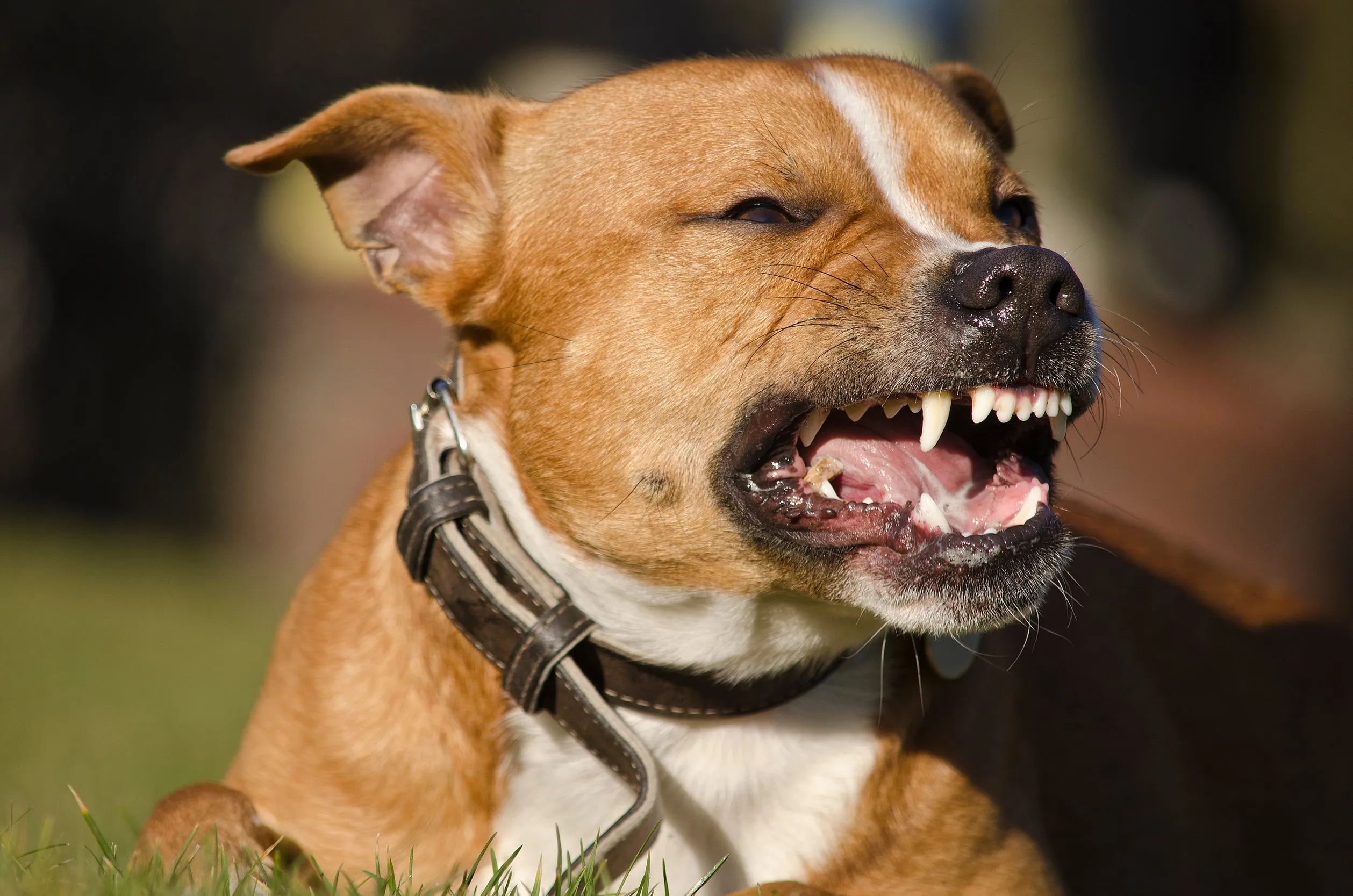 Vrouw bijt vrouw in gevecht over honden opvoeden